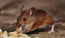 24 Hour & Emergency Exterminators in Locust, NC